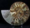 Split Agatized Ammonite Fossil #21211-2